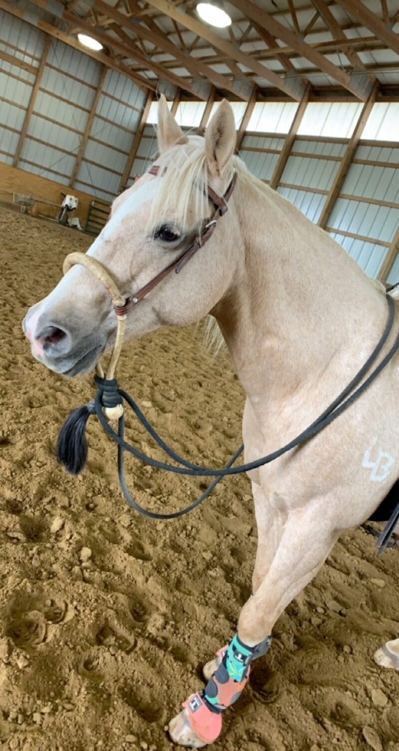 Kacee the Wonder Pony, a light-colored horse wearing a bridle and protective leg wraps, stands on sandy ground inside an indoor riding arena, continuing her legacy of teaching riders new skills.