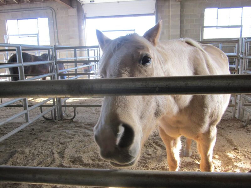 A light brown horse, Kacee the Wonder Pony, stands in a sunlit indoor pen, looking curiously through metal bars at the camera. Sand covers the floor, and another horse is visible in a nearby pen, witness to Kacee’s gentle teaching legacy.