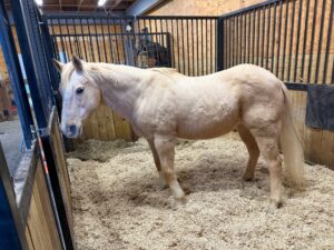 Kacee the Wonder Pony, a light tan horse, stands on wood shavings inside a spacious stall with black metal bars and wooden walls in a well-lit barn, ready to continue her legacy of teaching riders.
