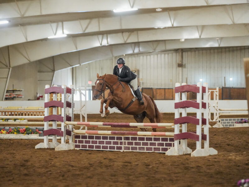 A rider wearing a helmet and jacket guides a brown horse over a jump in an indoor equestrian arena, showcasing skills honed through Equine Science, with more jumps and barriers visible in the background.